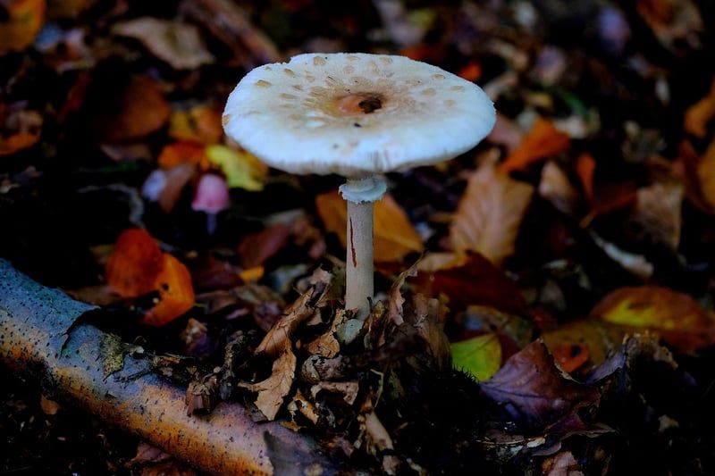 Bolet jaune 2026 : tout savoir sur ce champignon comestible méconnu