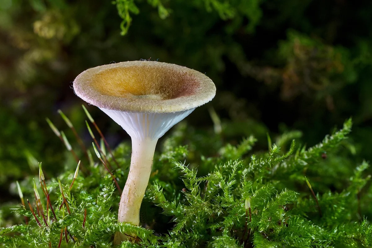Champignon ressemblant à la mérule : comment les identifier en 2026