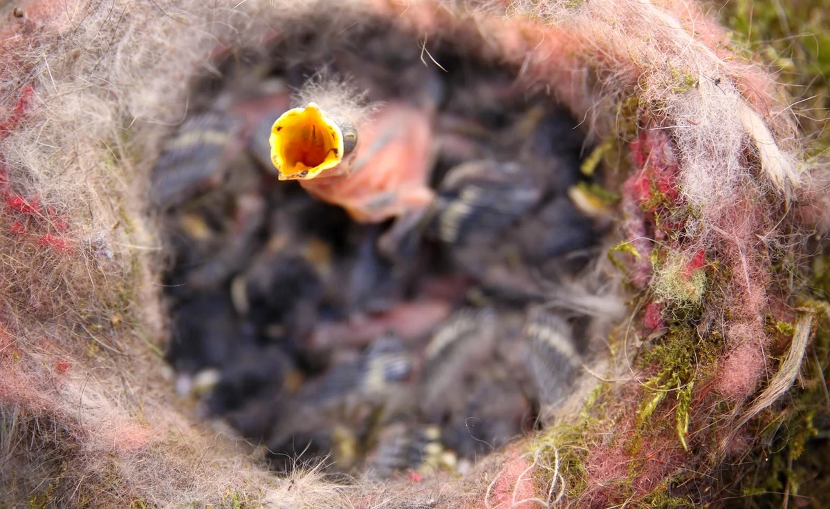 Mésange oisillon : comment l'aider et le nourrir correctement en 2026